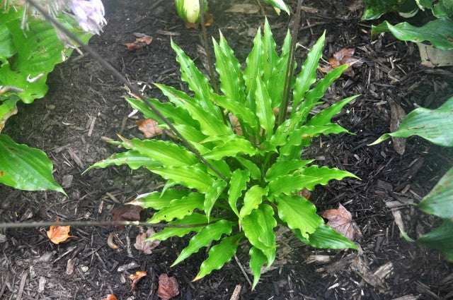 Hosta 'Urchin' Courtesy of Doug Beilstein