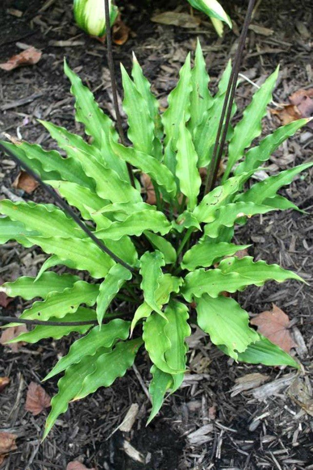 Hosta 'Urchin' Courtesy of Green Hill Farm