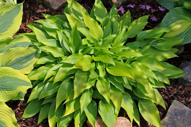 Hosta 'Valley's Chute-the-Chute Courtesy of the Hosta Library
