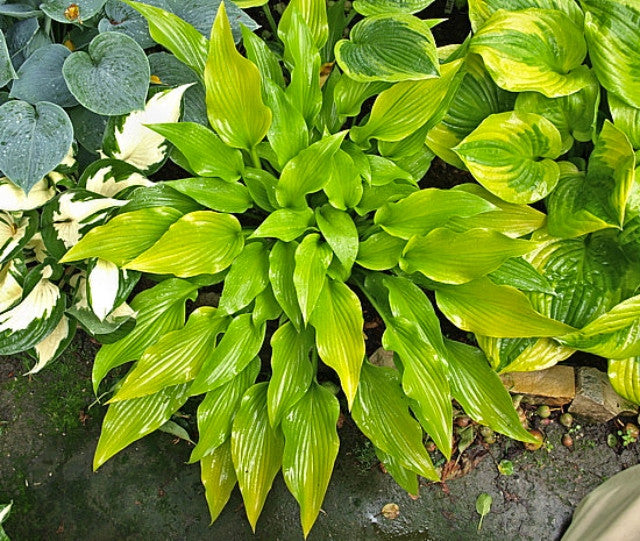Hosta 'Valley's Chute-the-Chute Courtesy of the Hosta Library