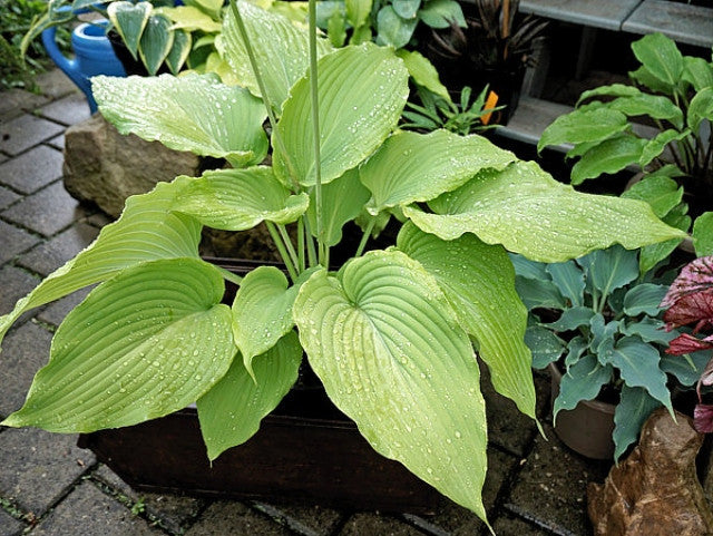 Hosta 'Valley's Himitsi' Courtesy of the Hosta Library