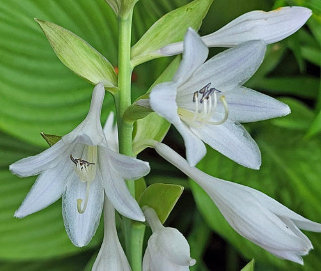 Hosta 'Valley's Himitsi' Courtesy of the Hosta Library