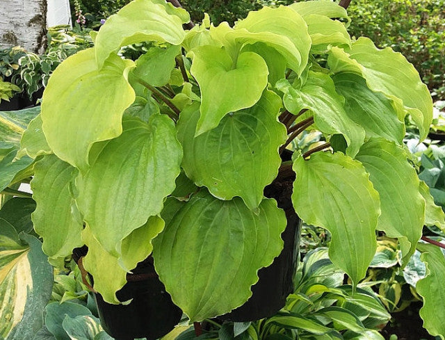 Hosta 'Valley's Lemon Squash' Courtesy of the Hosta Library