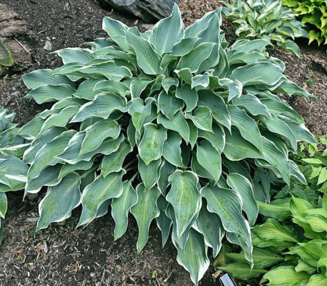 Hosta 'Valley's Paparazzi' Courtesy of the Hosta Library