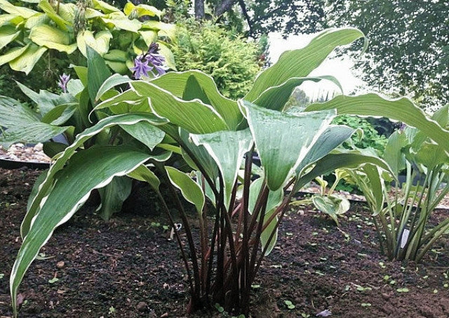 Hosta 'Valley's Sushi' Courtesy of Annetta Razdyakonova and the Hosta Library