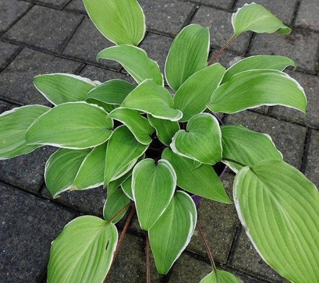 Hosta 'Valley's Sushi' Courtesy of Karin Pfosch and the Hosta Library