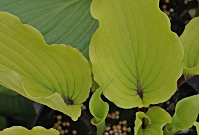 Hosta 'Valley's Pavlova' Courtesy of Jeroen Linneman