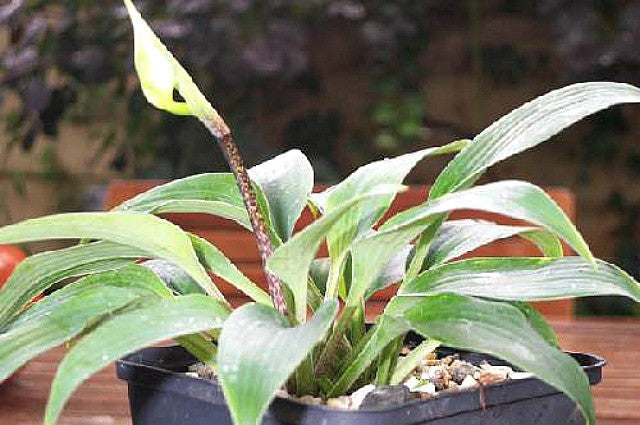 'Valley's Vanilla Sticks' Hosta