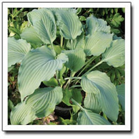 'Venetian Star' Hosta Courtesy of Q&Z Nursery