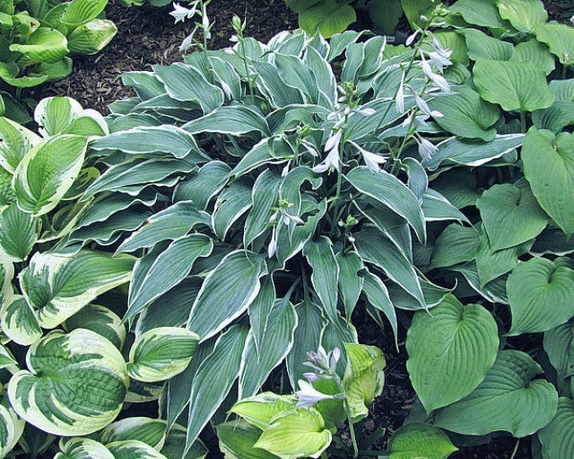 Hosta 'Venetian Skies' Courtesy of Carol Brashear