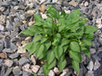 venusta 'Benedict Strain' Hosta