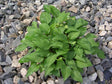 venusta Hosta