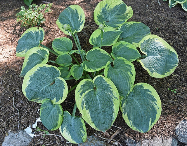 Hosta 'Victory Lap' Courtesy of the Hosta Library