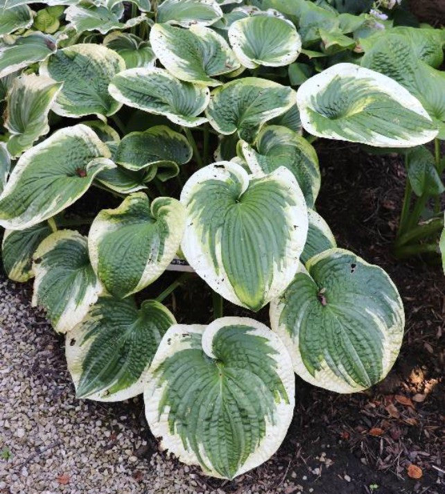 'Victory Lap' Hosta Courtesy of Green Hill Farm