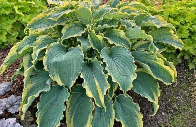 Hosta 'Voices in the Wind' Courtesy of Hans Hansen