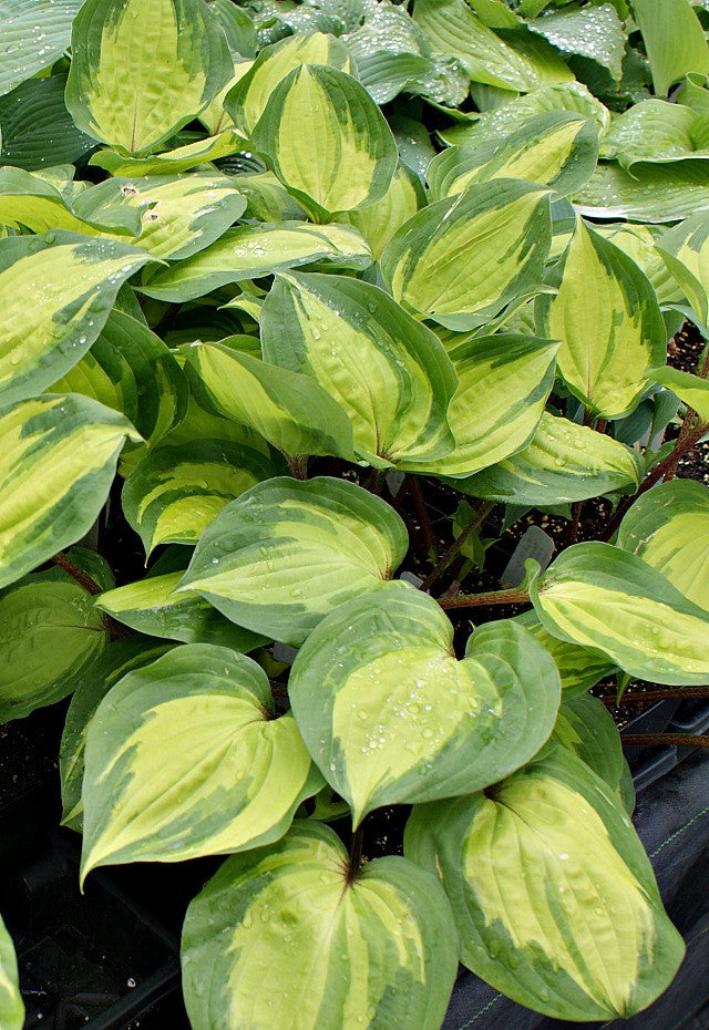 'Volcano Island' Hosta From NH Hostas