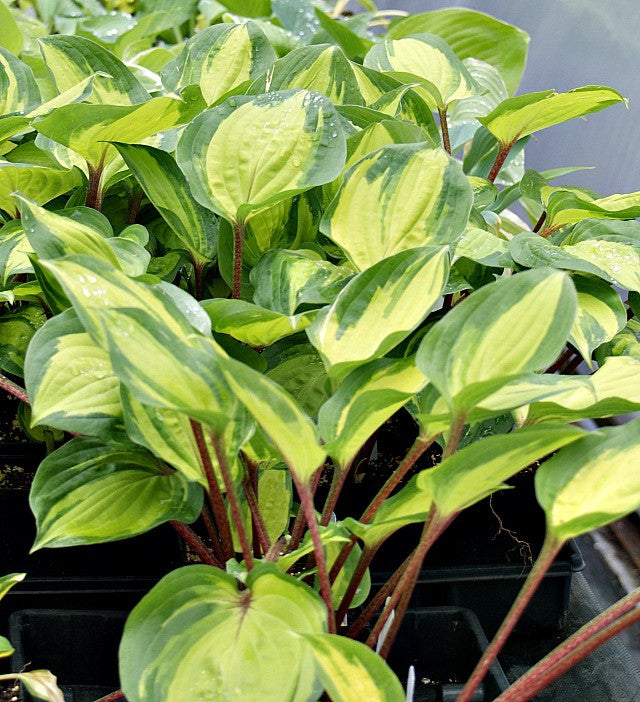 'Volcano Island' Hosta From NH Hostas