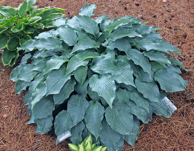 Hosta 'War Party' Courtesy of Harold McDonell and the Hosta Library