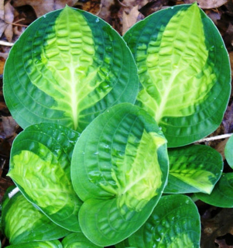 'Warwick Comet' Hosta