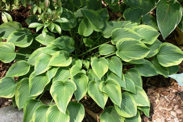 'Warwick Curtsey' Hosta From NH Hostas