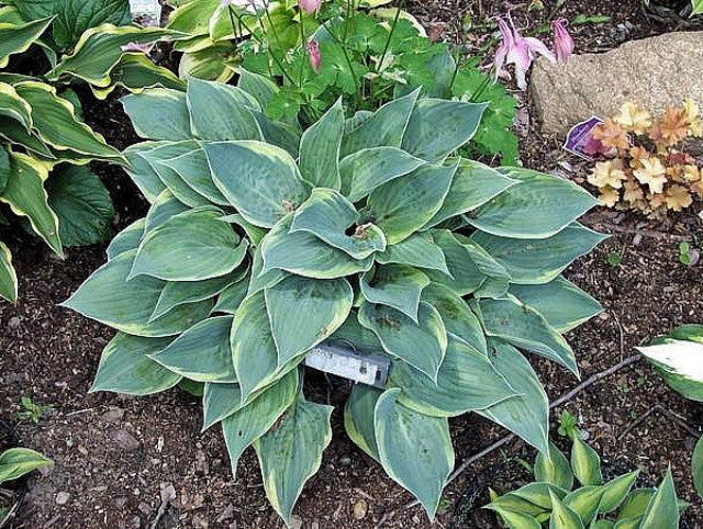 Hosta 'Waukon Thin Ice' Courtesy of the Hosta Library