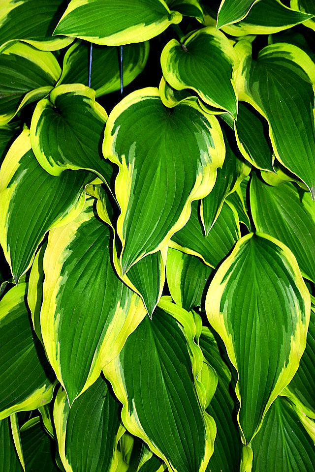 'Waving Winds' Hosta Courtesy of Q&Z Nursery