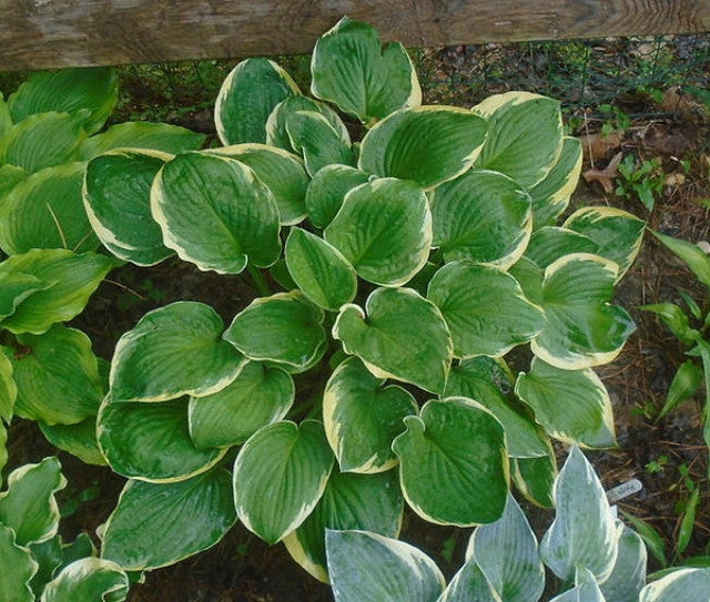 Hosta 'Whatever' Courtesy of the Hosta Library