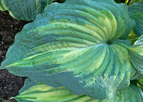 Hosta 'When I Dream' Courtesy of Hans Hansen and the Hosta Library