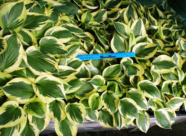 'Whirling Dervish' Hosta From NH Hostas
