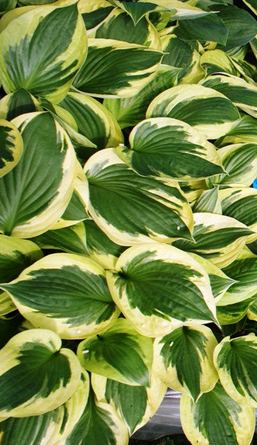 'Whirling Dervish' Hosta From NH Hostas