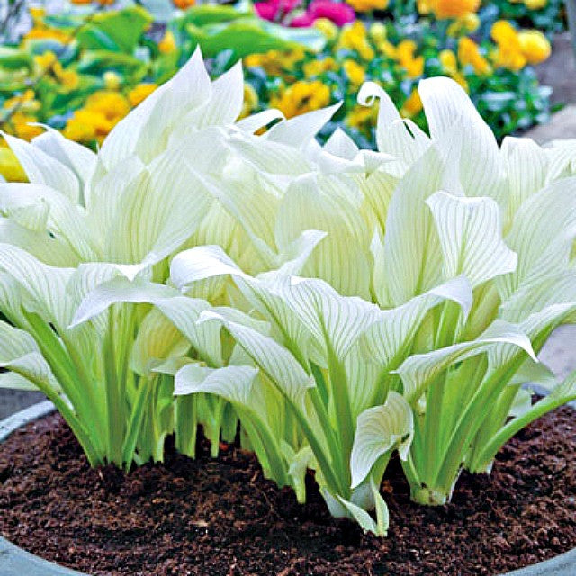 'White Feather' Hosta