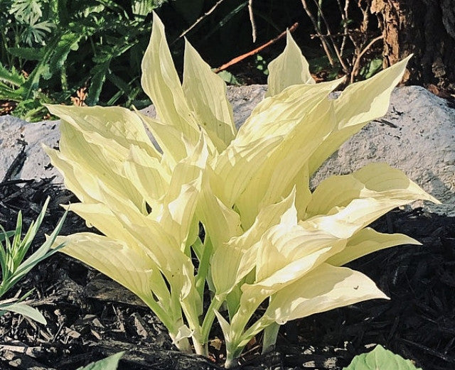 Hosta 'White Feather' Courtesy of the Hosta Library