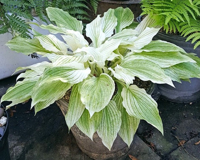 Hosta 'White Feather' Courtesy of the Hosta Library