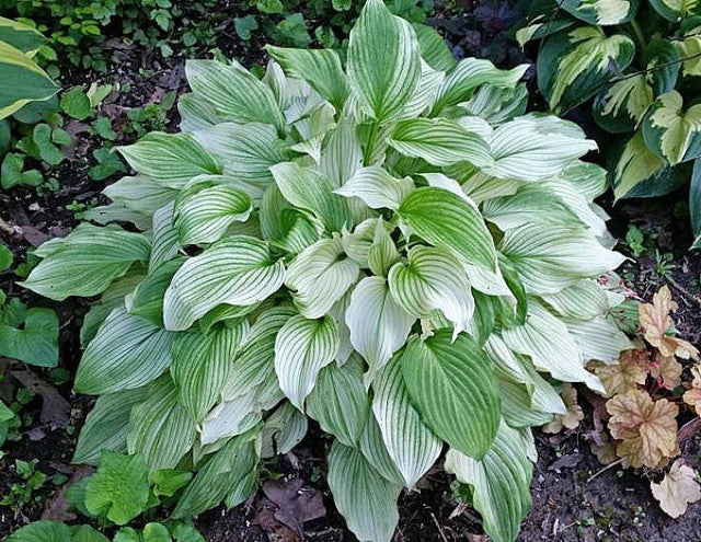 Hosta 'White Feather' Courtesy of the Hosta Library