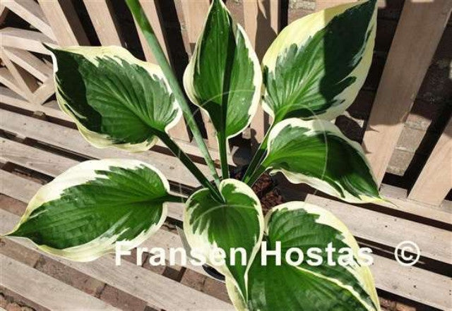 Hosta 'White Satellite' Courtesy of Fransen Hostas