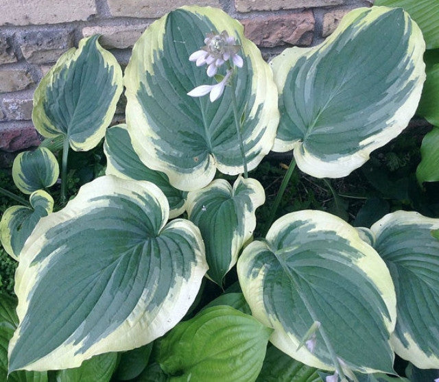 Hosta 'Wildest Dreams' Courtesy of Doug Ruff and the Hosta Library