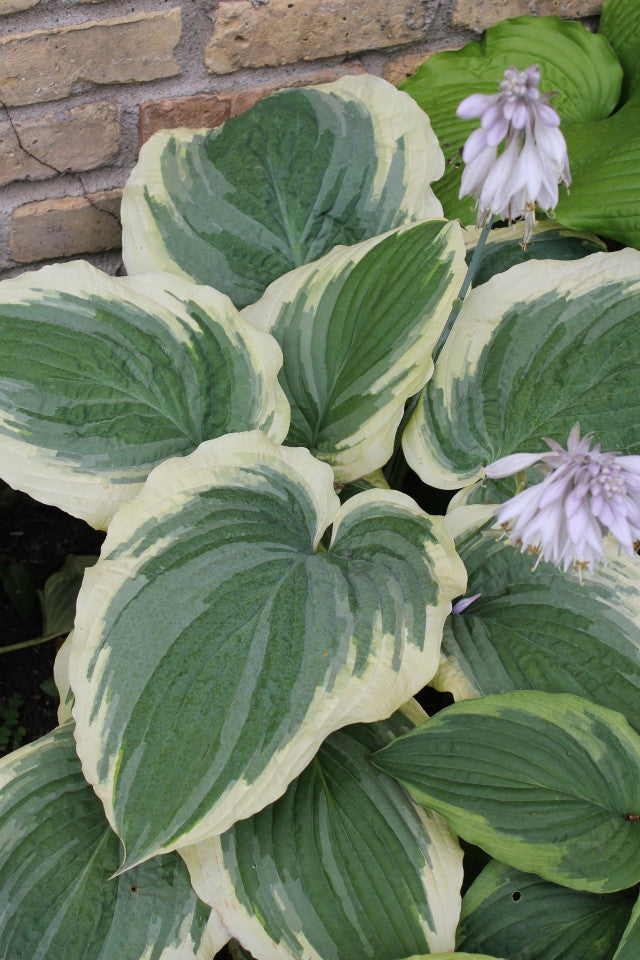 Hosta 'Wildest Dreams' Courtesy of Green Hill Farm