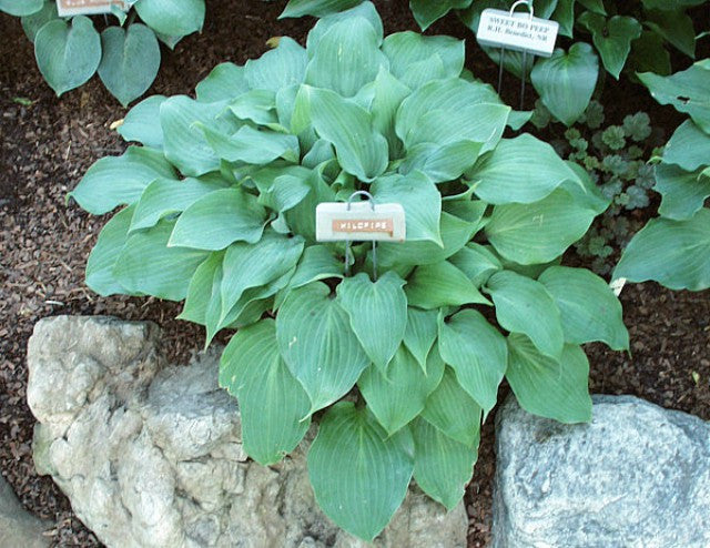 'Benedict's Wild Fire' Hosta Courtesy of Carol Brashear and the Hosta Library