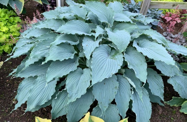 Hosta 'Wind Beneath My Wings' Courtesy of Hans Hansen