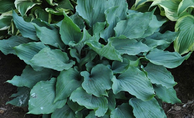 'Winter Frost' Hosta