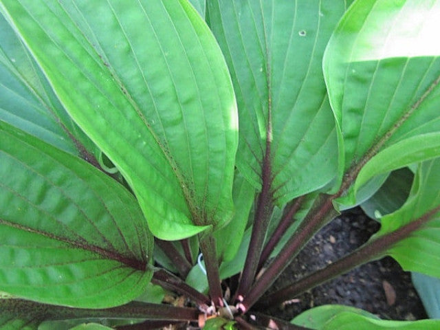 Hosta 'Wisconsin Red' Courtesy of Jeff Moore and the Hosta Library