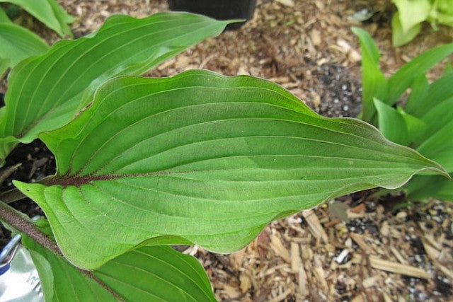 Hosta 'Wisconsin Red' Courtesy of Jeff Moore and the Hosta Library