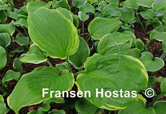 Hosta 'Wizard's Path' Courtesy of Fransen Hostas