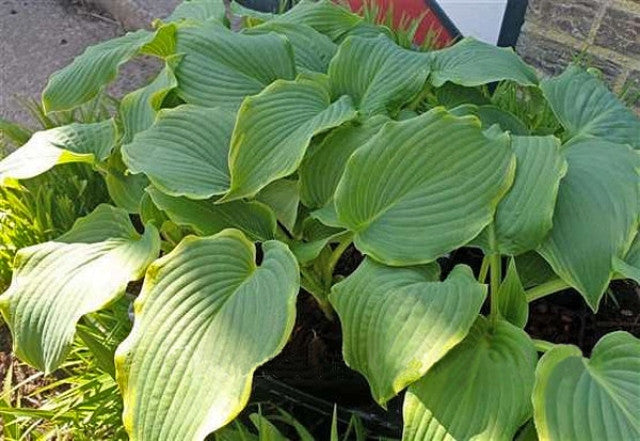 Hosta 'Wonderful Day' Courtesy of Fransen Hostas