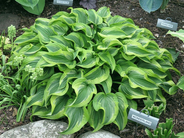Hosta 'Wonderland' Courtesy of Vanessa Chaborek and the Hosta Library
