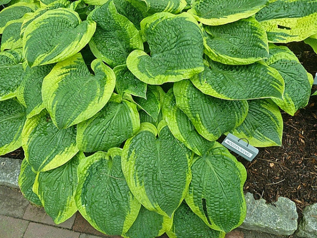 Hosta 'Wooden Nickel' Courtesy of Cathey Healy and the Hosta Library