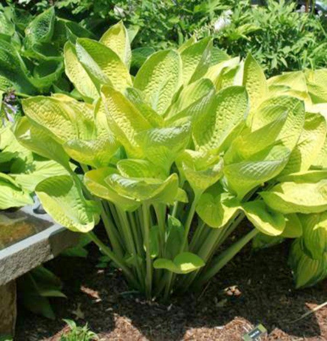 'World Cup' Hosta Courtesy of Green Hill Farm
