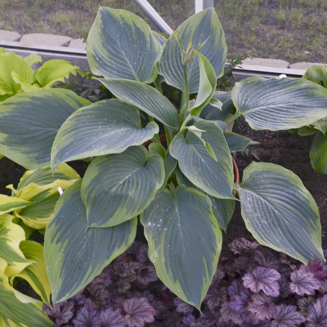 'Wu-La-la' Hosta Courtesy of Walters Gardens