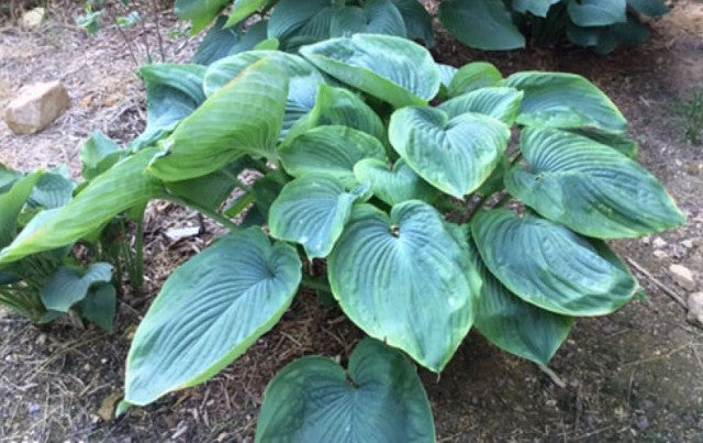 Hosta 'Wu Hoo' Courtesy of Scott Smith