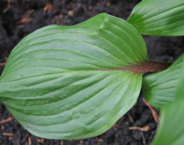 Hosta 'Xcuse Me' Courtesy of Don Dean